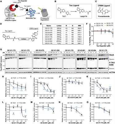 Discovery and Optimization of Tau Targeted Protein Degraders Enabled by Patient Induced Pluripotent Stem Cells-Derived Neuronal Models of Tauopathy